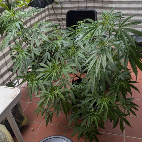 Hana #2 growlog timeline photo