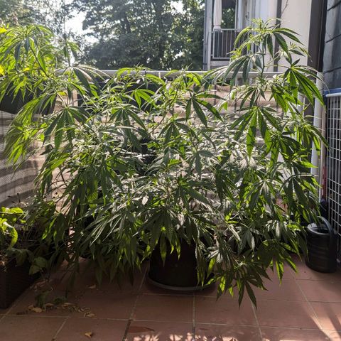 Hana #2 growlog timeline photo