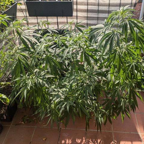 Hana #2 growlog timeline photo
