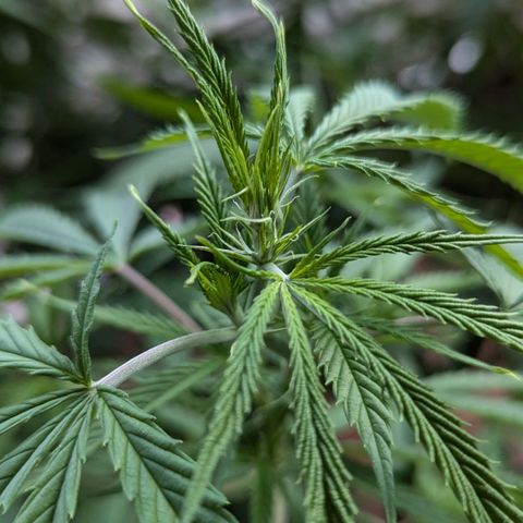 Hana #2 growlog timeline photo