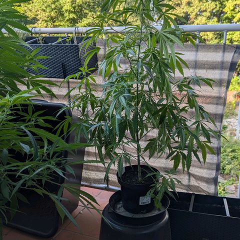 Mila #1 growlog timeline photo