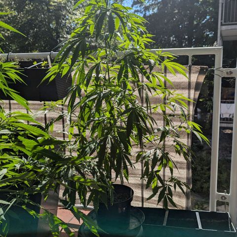 Mila #1 growlog timeline photo