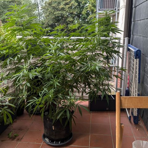 Hana #2 growlog timeline photo