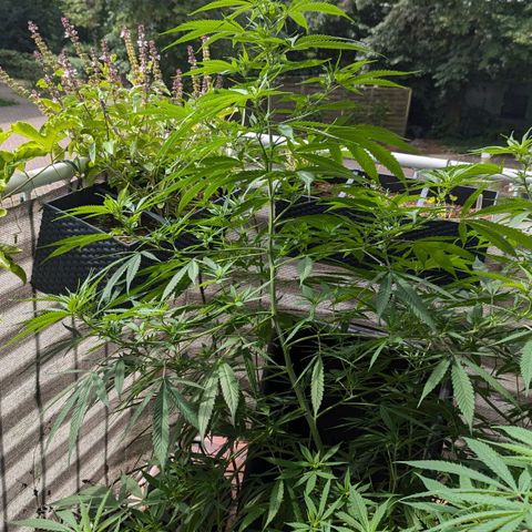 Hana #2 growlog timeline photo