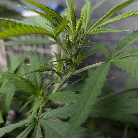 Hana #2 growlog timeline photo