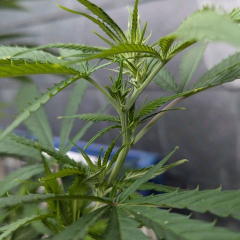 Hana #2 growlog timeline photo