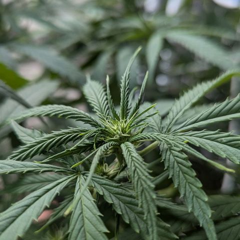 Hana #2 growlog timeline photo