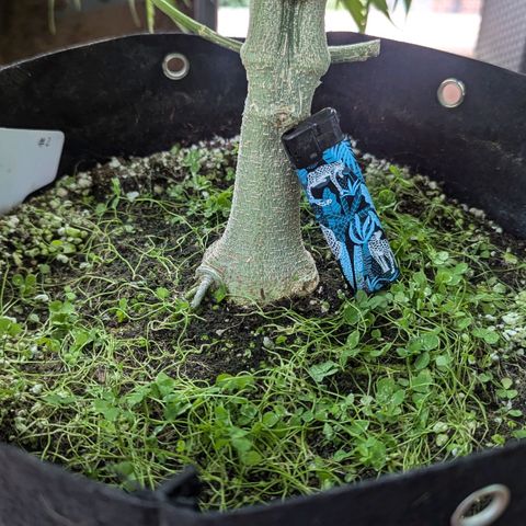 Hana #2 growlog timeline photo