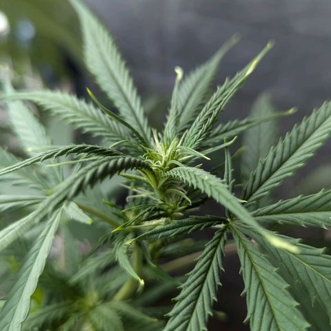 Hana #2 growlog timeline photo