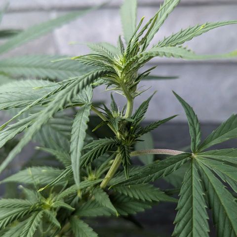 Hana #2 growlog timeline photo