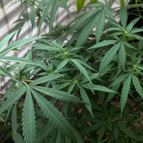 Hana #2 growlog timeline photo