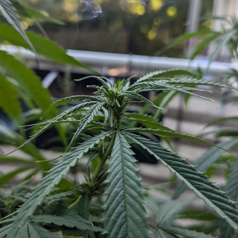 Hana #2 growlog timeline photo