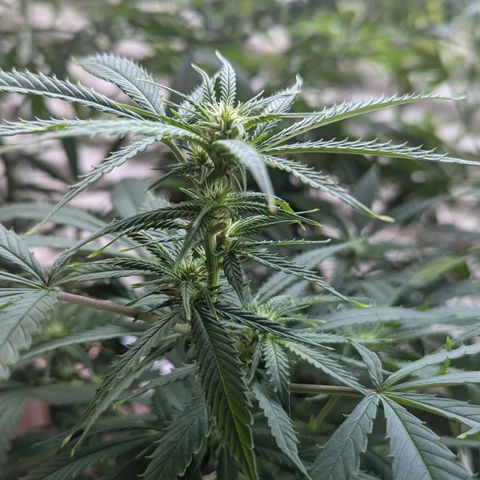 Hana #2 growlog timeline photo
