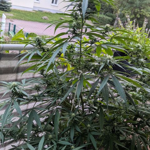 Hana #2 growlog timeline photo