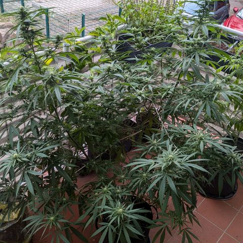 Hana #2 growlog timeline photo