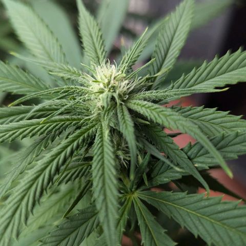 Hana #2 growlog timeline photo