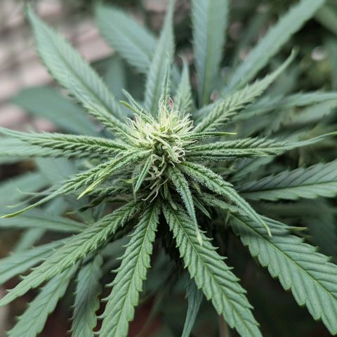 Hana #2 growlog timeline photo