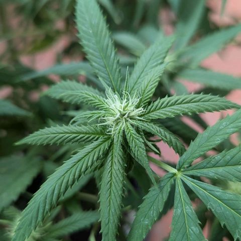 Hana #2 growlog timeline photo