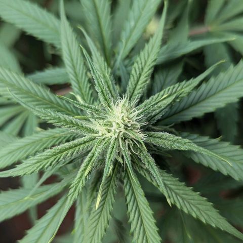 Hana #2 growlog timeline photo