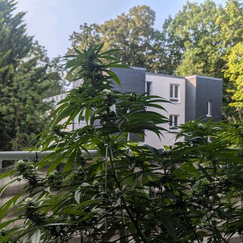 Hana #2 growlog timeline photo