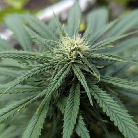 Hana #2 growlog timeline photo
