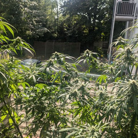 Hana #2 growlog timeline photo
