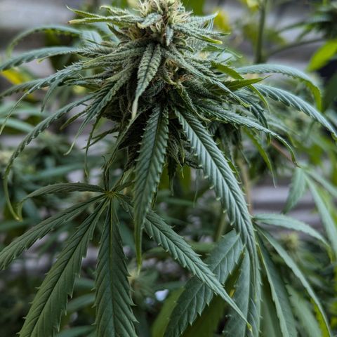 Hana #2 growlog timeline photo