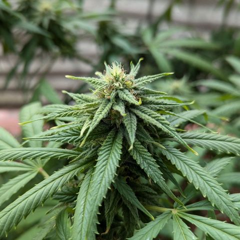 Hana #2 growlog timeline photo