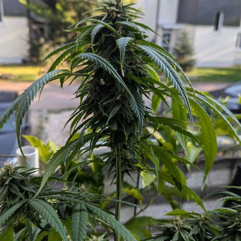 Hana #2 growlog timeline photo