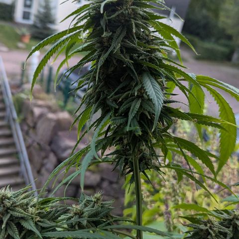 Hana #2 growlog timeline photo