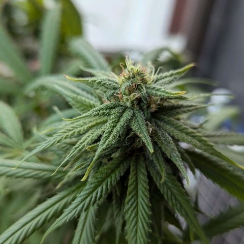Hana #2 growlog timeline photo