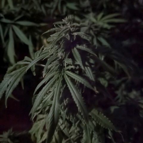 Hana #2 growlog timeline photo