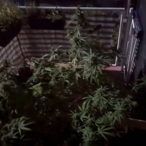 Hana #2 growlog timeline photo