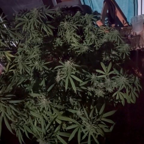 Hana #2 growlog timeline photo