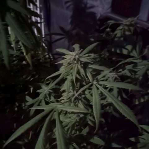 Hana #2 growlog timeline photo