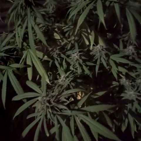 Hana #2 growlog timeline photo