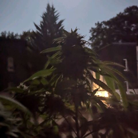 Hana #2 growlog timeline photo