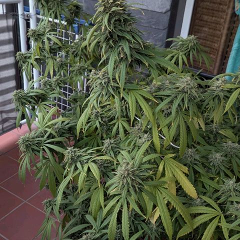 Hana #2 growlog timeline photo