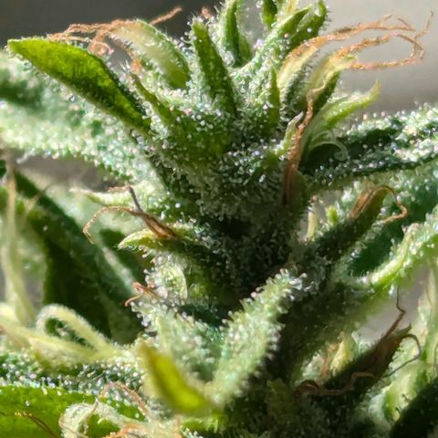 Hana #2 growlog timeline photo