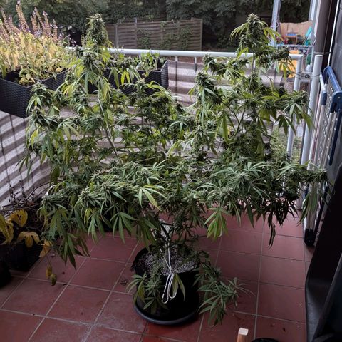 Hana #2 growlog timeline photo