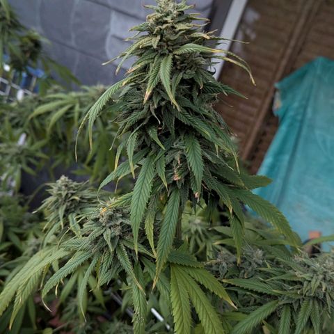 Hana #2 growlog timeline photo