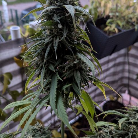 Hana #2 growlog timeline photo