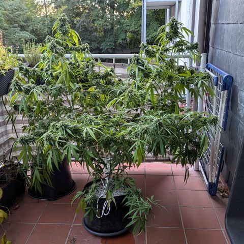 Hana #2 growlog timeline photo