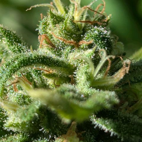 Hana #2 growlog timeline photo