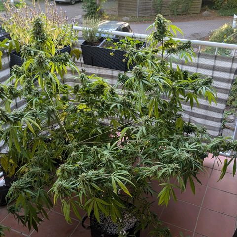 Hana #2 growlog timeline photo