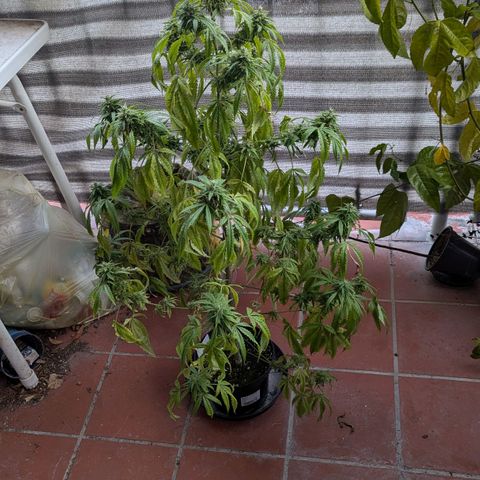 Mila #1 growlog timeline photo