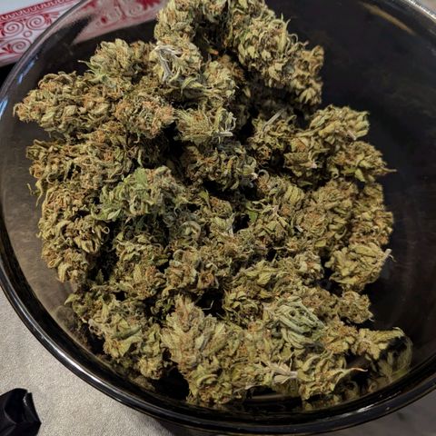 Mila #1 growlog timeline photo