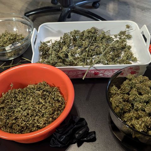 Mila #1 growlog timeline photo