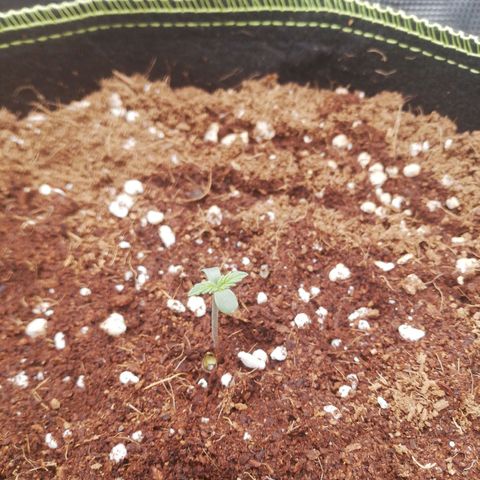 Diesel Haze 2# growlog timeline photo