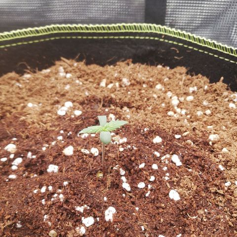 Diesel Haze 2# growlog timeline photo